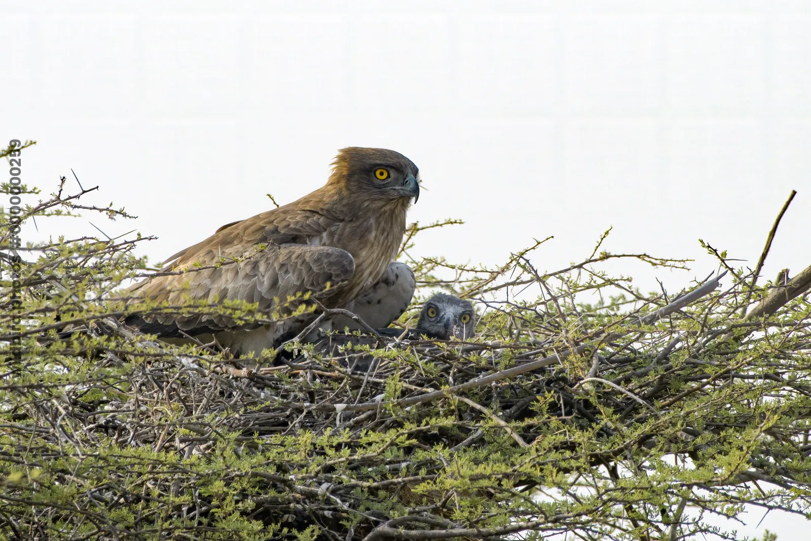 A Short-toed Snake Eagle (Circaetus gallicus) with its chick resting in a nest at Bhigwan, Maharashtra, India, showing close-up details of the raptors in their natural habitat.