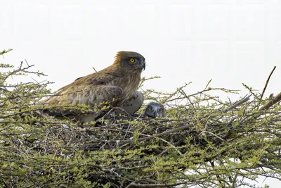 A Short-toed Snake Eagle (Circaetus gallicus) with its chick resting in a nest at Bhigwan, Maharashtra, India, showing close-up details of the raptors in their natural habitat.