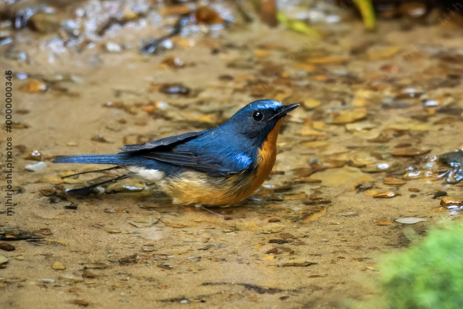 hill blue flycatcher (Cyornis whitei) seen at Dosdewa in Karimganj, Assam, India