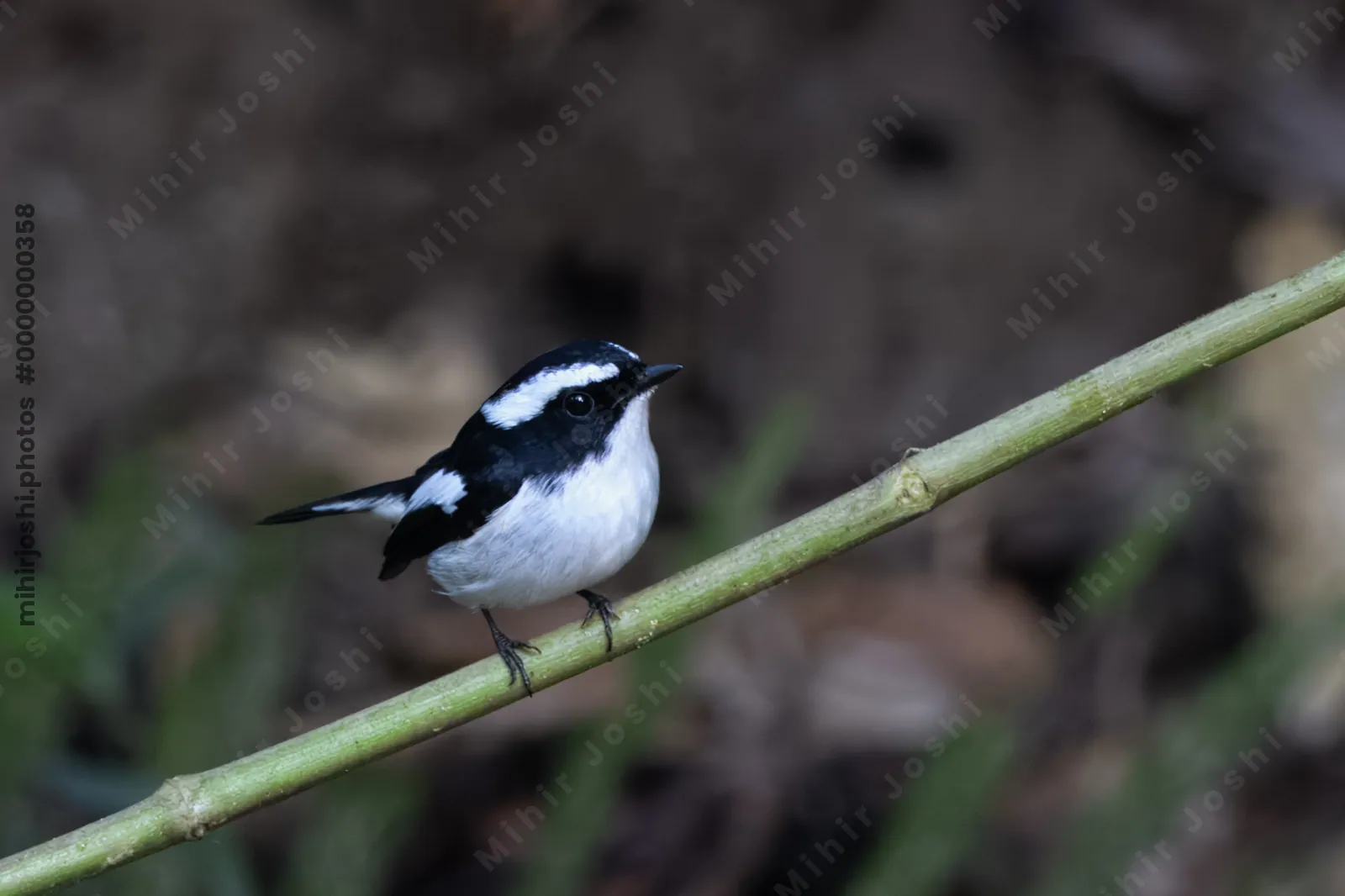 little pied flycatcher or Ficedula westermanni seen in Karimganj, Assam, India