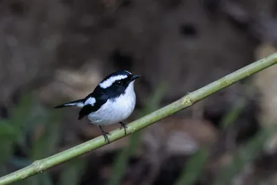 little pied flycatcher or Ficedula westermanni seen in Karimganj, Assam, India