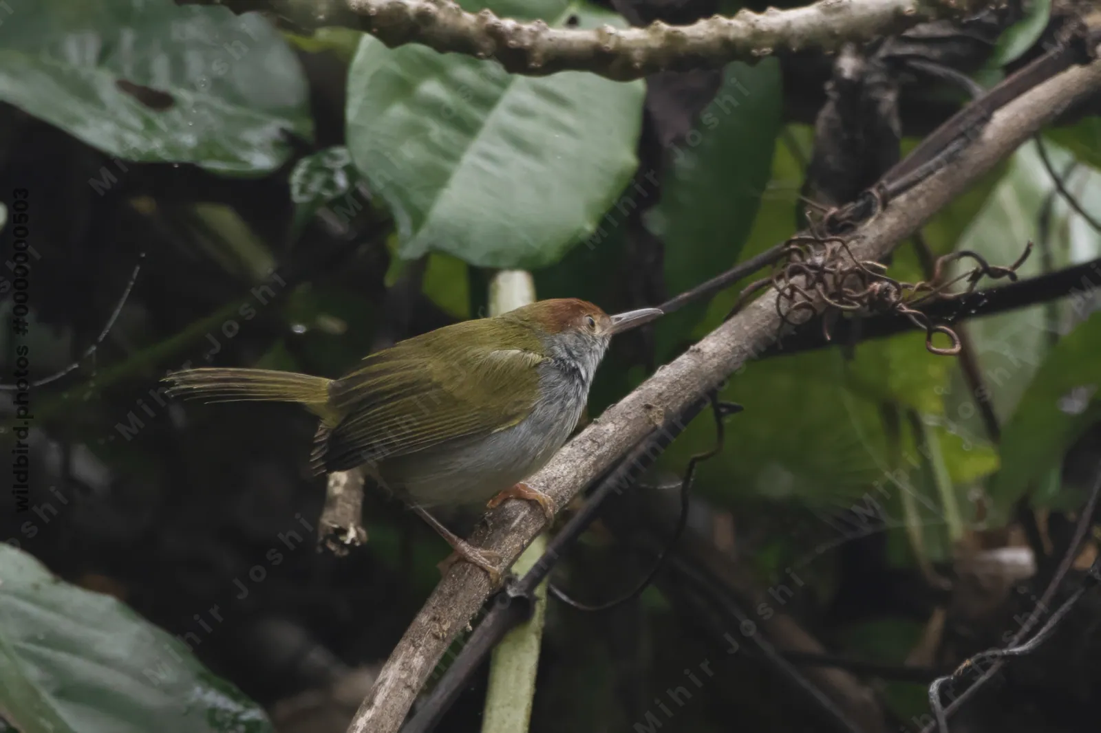 dark-necked tailorbird (Orthotomus atrogularis), a songbird species, observed at Dehing Patkai in Assam, India