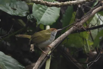 Tailorbirds