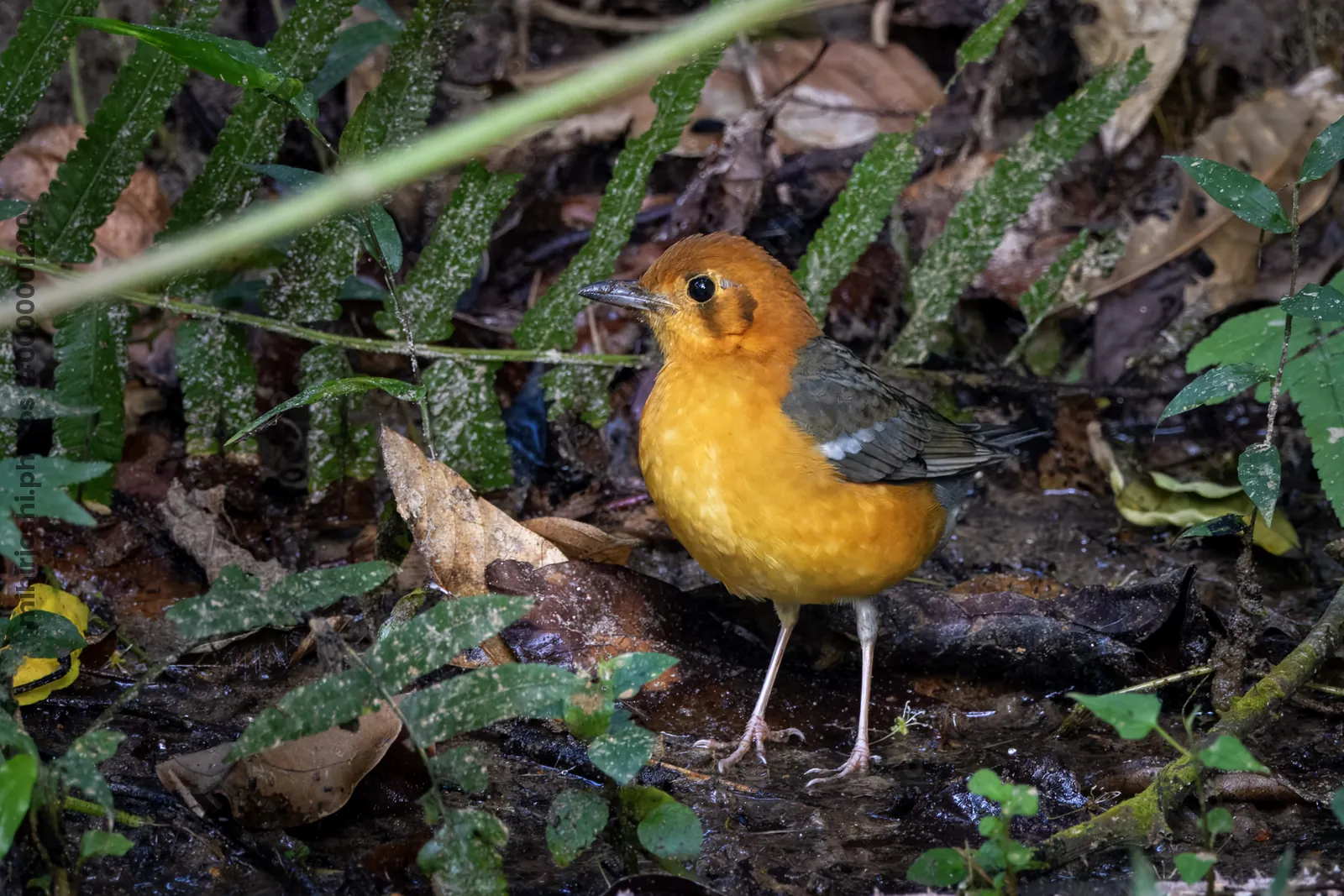 orange-headed thrush (Geokichla citrina) seen at Dosdewa in Karimganj, Assam, India