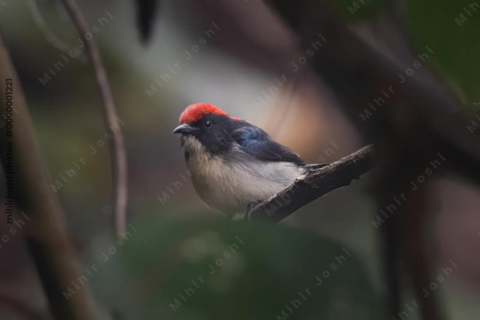 scarlet-backed flowerpecker (Dicaeum cruentatum) seen at Dosdewa in Karimganj, Assam, India