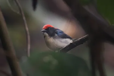 scarlet-backed flowerpecker (Dicaeum cruentatum) seen at Dosdewa in Karimganj, Assam, India