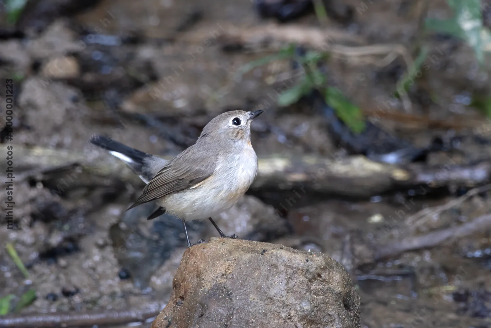 taiga flycatcher (Ficedula albicilla) seen at Dosdewa in Karimganj, Assam, India