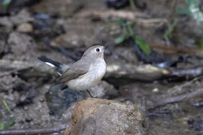 taiga flycatcher (Ficedula albicilla) seen at Dosdewa in Karimganj, Assam, India