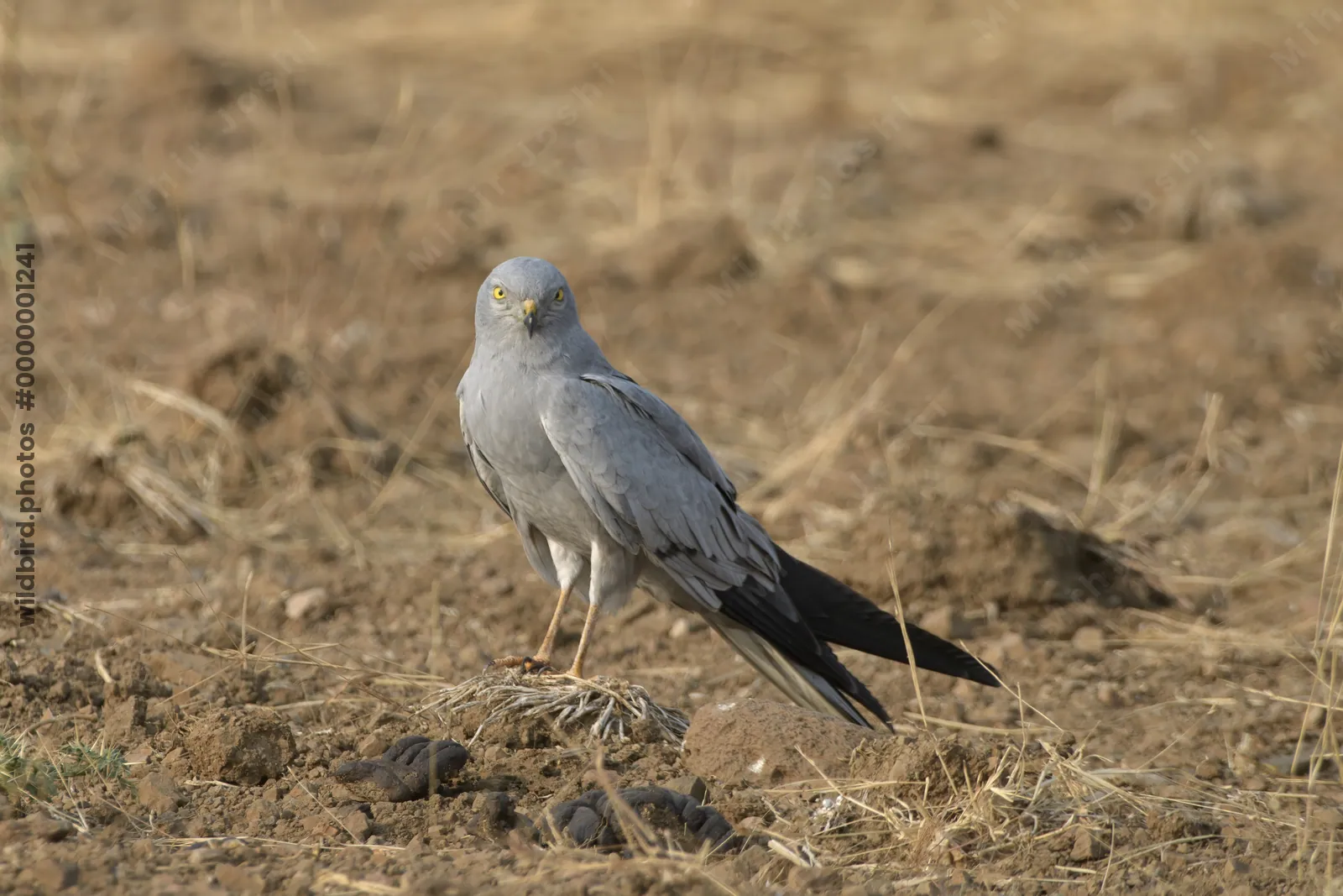 A Montagu's harrier (Circus pygargus) standing on dry farmland in the open grasslands of Bhigwan, Maharashtra, India.
