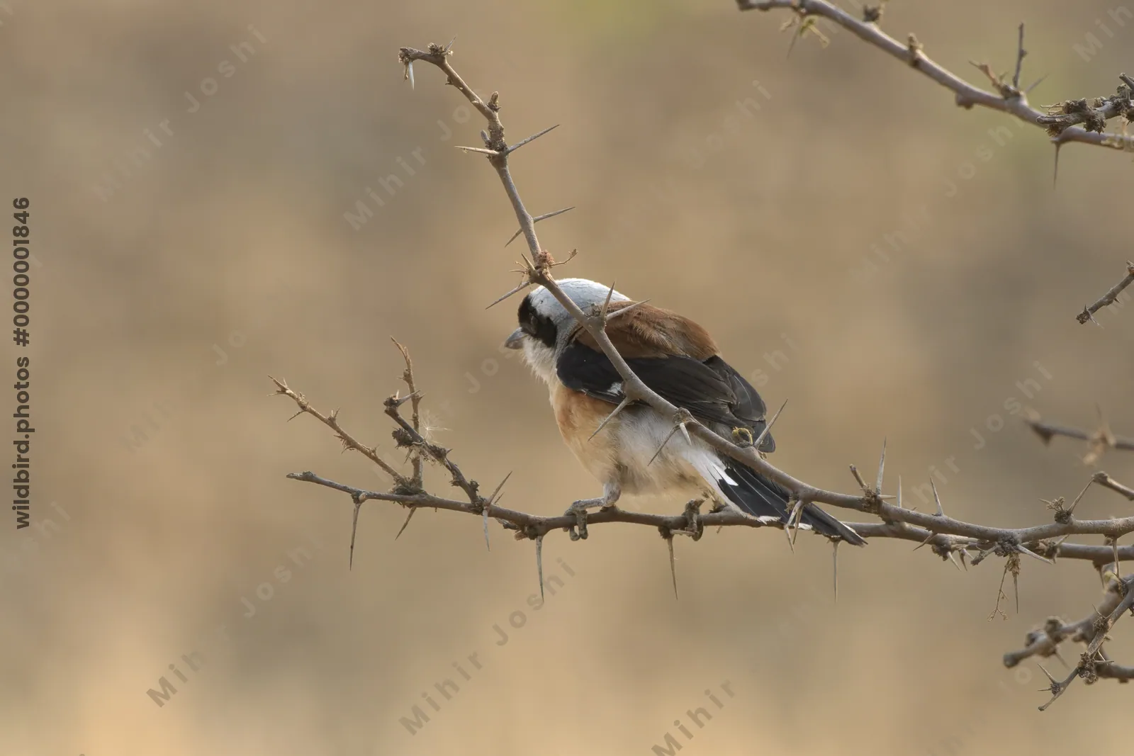 Bay-backed Shrike perched on thorny branch at Bhi