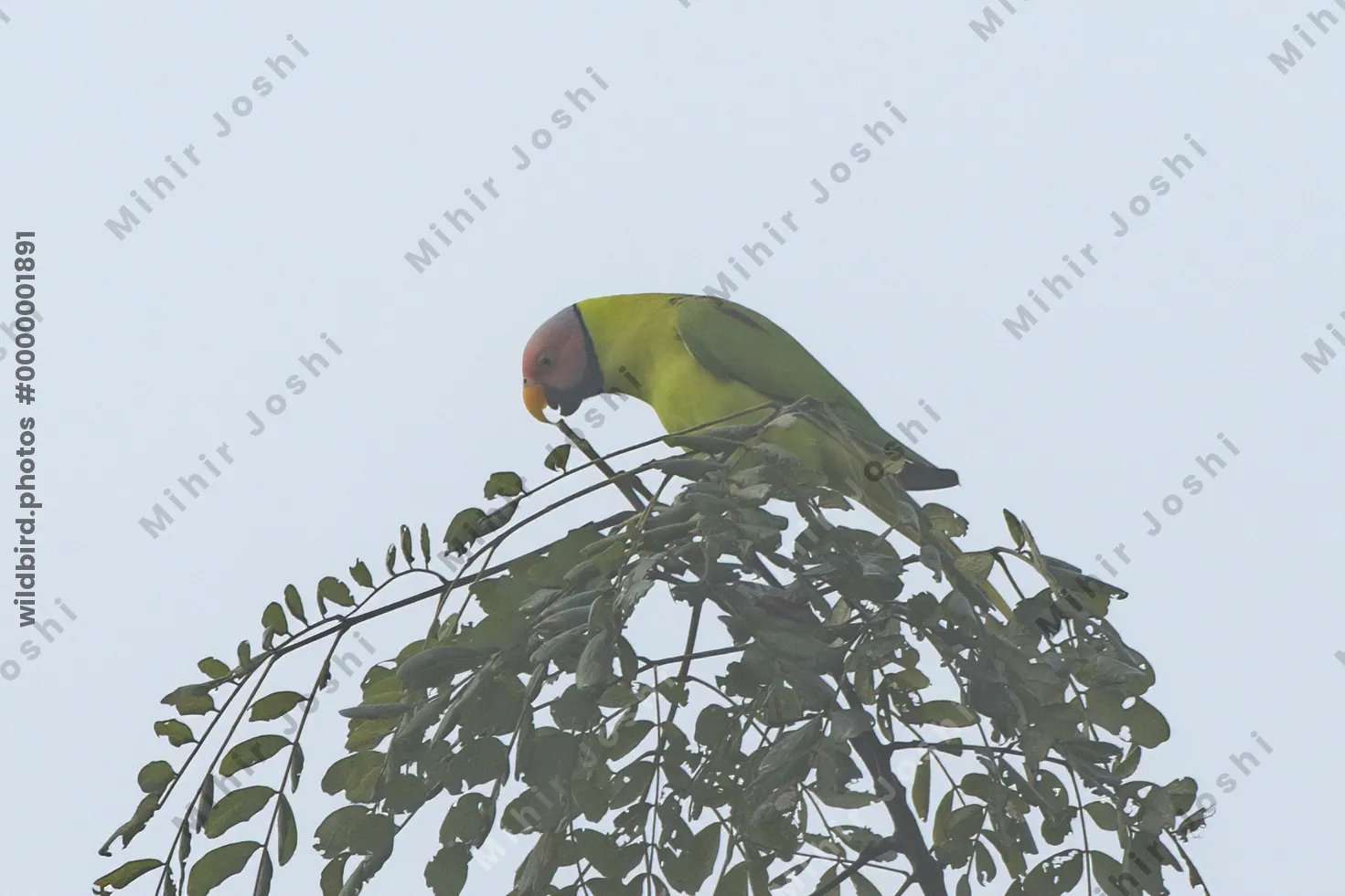 Blossom-headed parakeet (Psittacula roseata or Hi