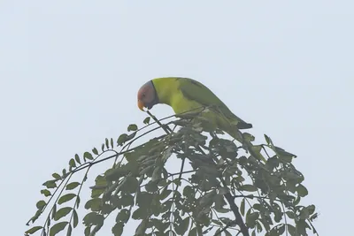 Blossom-headed parakeet (Psittacula roseata or Hi