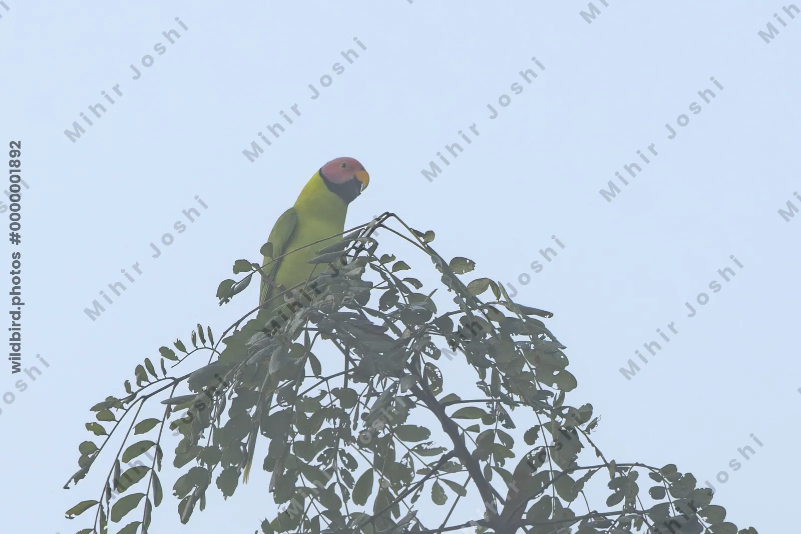 Blossom-headed parakeet (Psittacula roseata or Hi