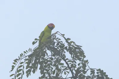 Blossom-headed parakeet (Psittacula roseata or Hi