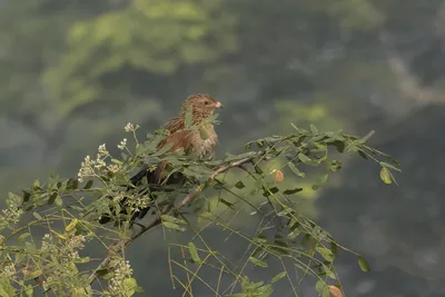 lesser coucal (Centropus bengalensis), a species