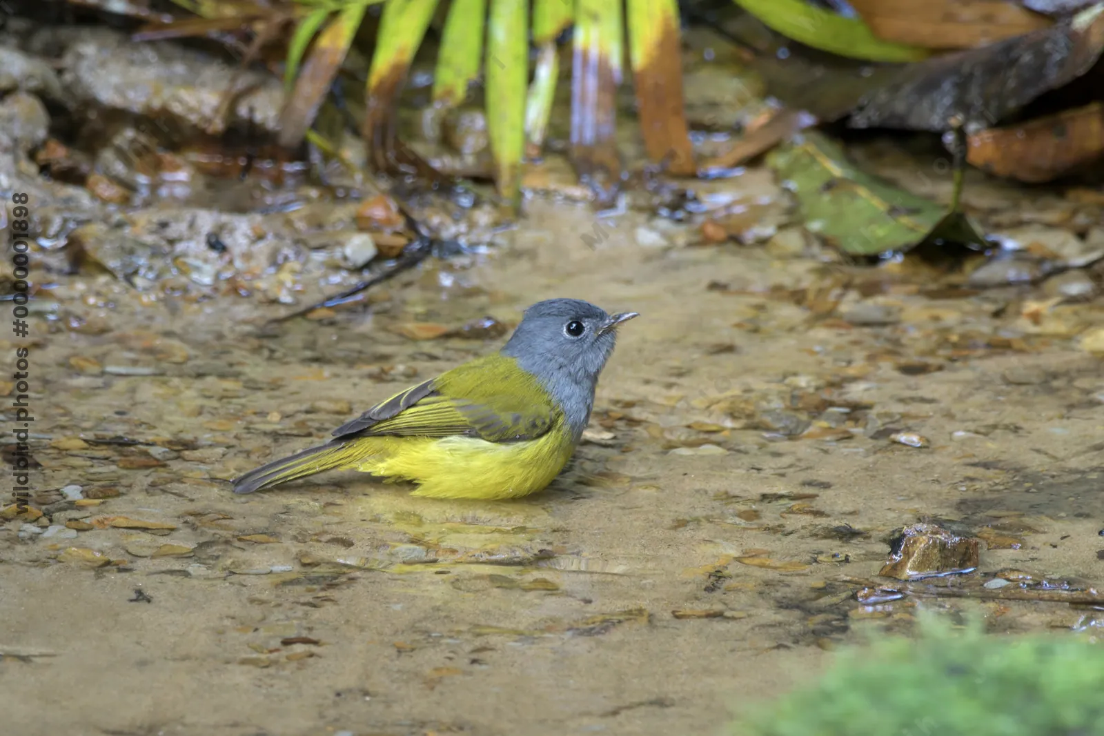 grey-headed canary-flycatcher (Culicicapa ceylone