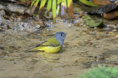 grey-headed canary-flycatcher (Culicicapa ceylone