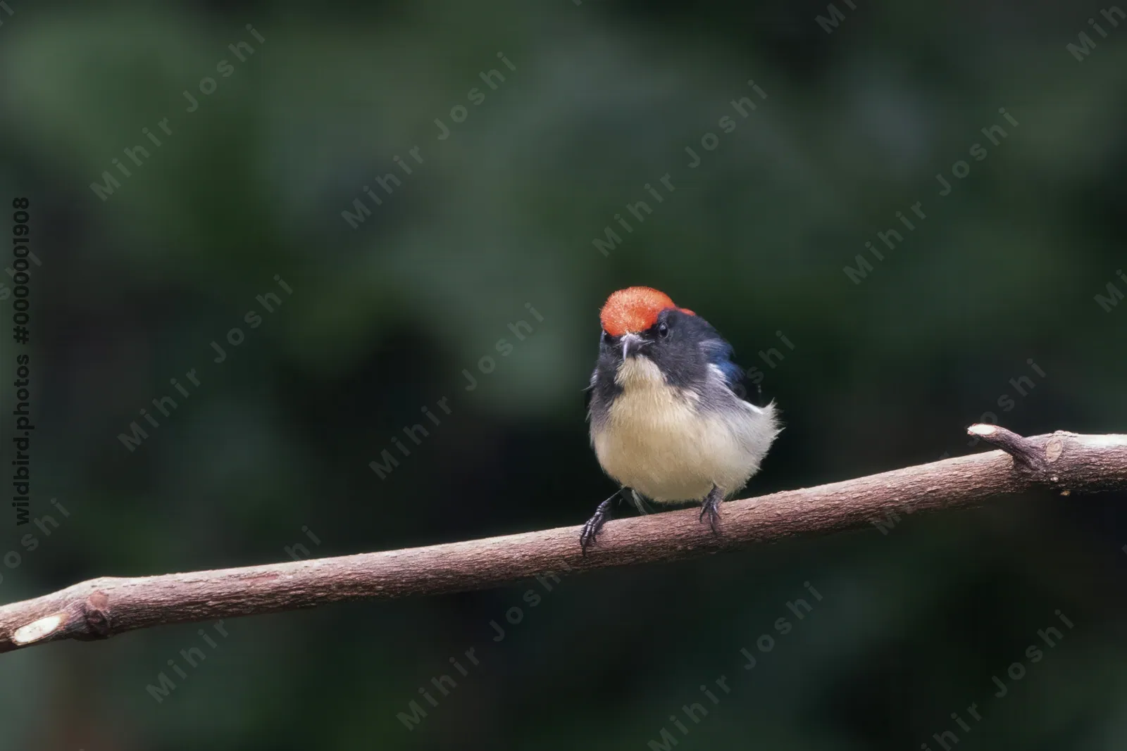 scarlet-backed flowerpecker or Cyornis poliogenys