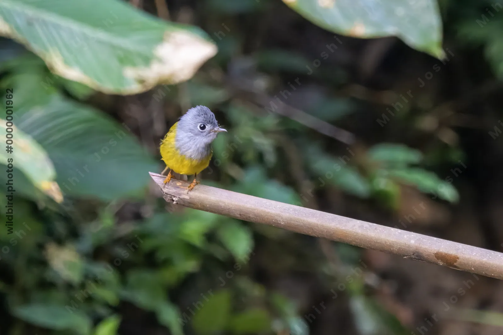 grey-headed canary-flycatcher or Culicicapa ceylo