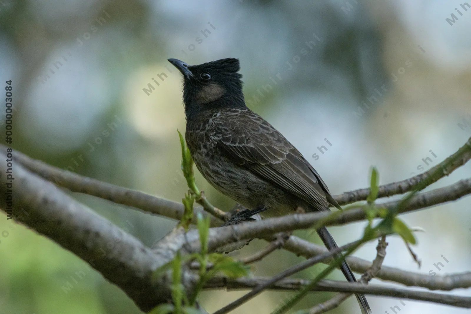 Red-vented Bulbul perched on tree branch in Janje