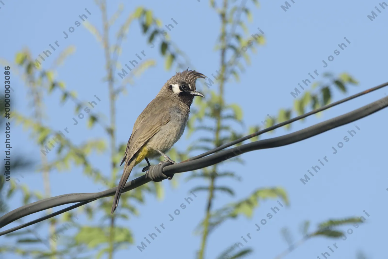 Himalayan Bulbul perched on wire in Janjehli, Him