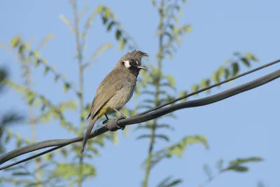 Himalayan Bulbul perched on wire in Janjehli, Him