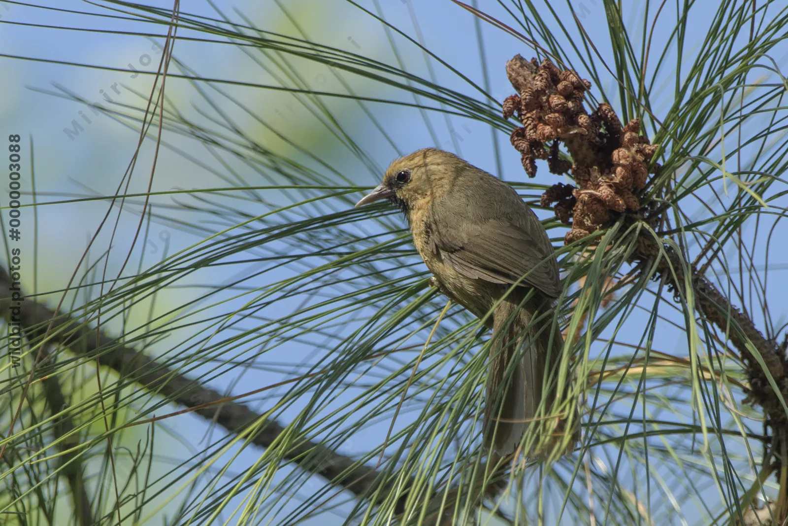 Black-chinned Babbler perched on branch in Janjeh