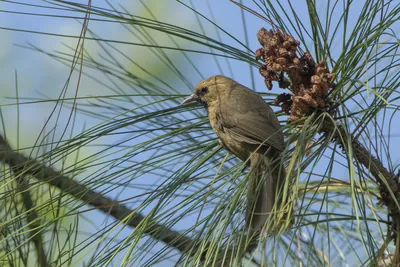 Black-chinned Babbler perched on branch in Janjeh