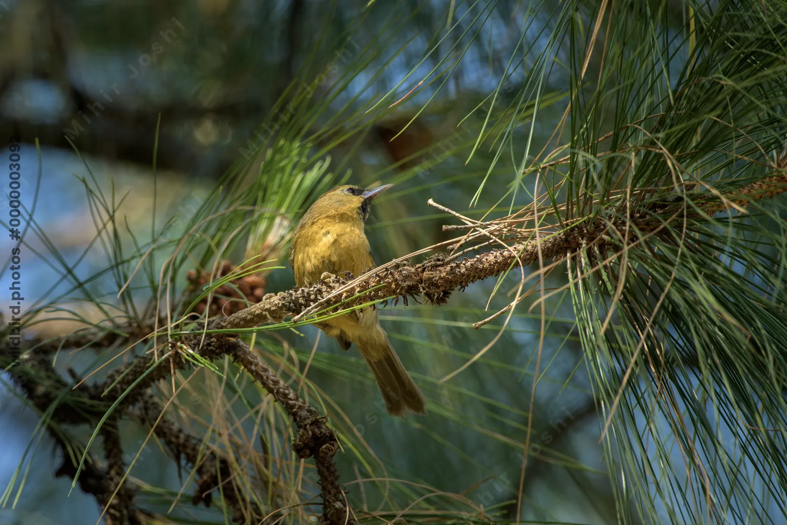 Black-chinned Babbler perched on branch in Janjeh