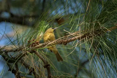 Black-chinned Babbler perched on branch in Janjeh