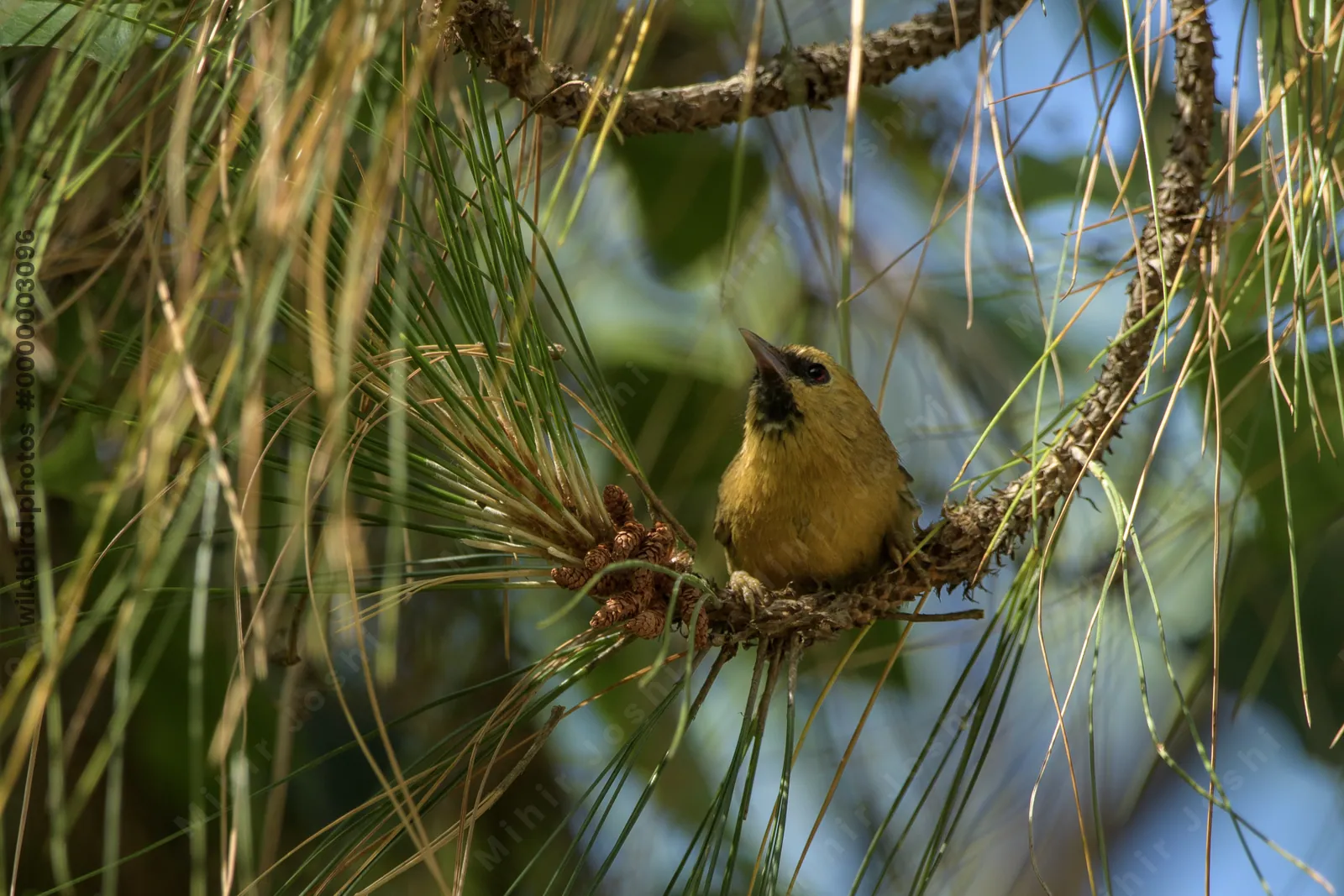 Black-chinned Babbler perched on branch in Janjeh