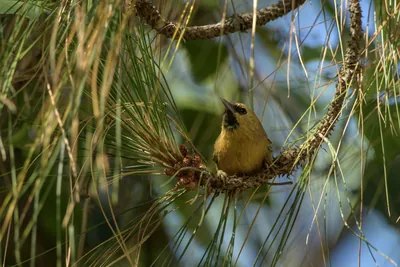 Black-chinned Babbler perched on branch in Janjeh
