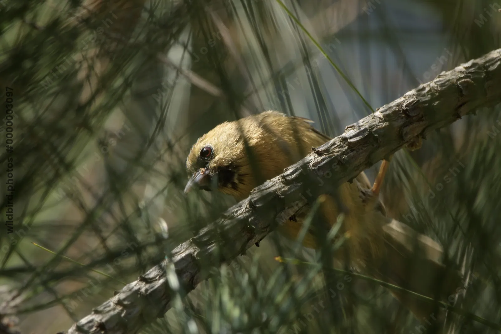 Black-chinned Babbler perched on branch in Janjeh