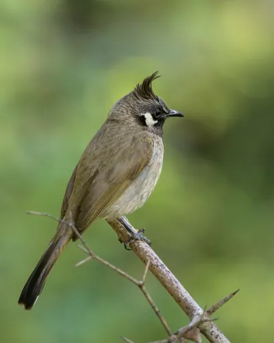 Bulbuls