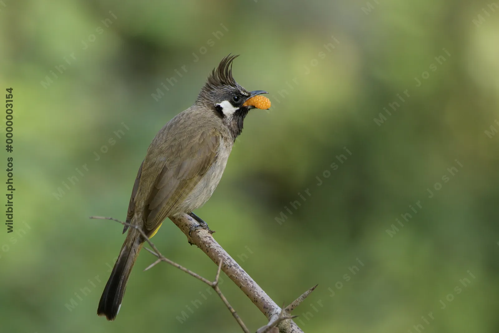 Himalayan Bulbul feeding on berry in Janjehli, Himachal Pradesh, India.