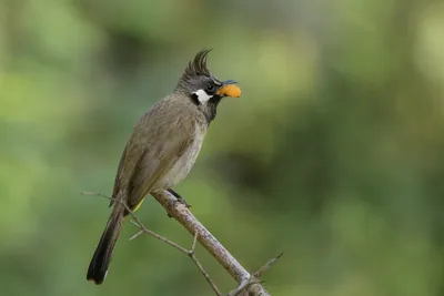 Himalayan Bulbul feeding on berry in Janjehli, Himachal Pradesh, India.