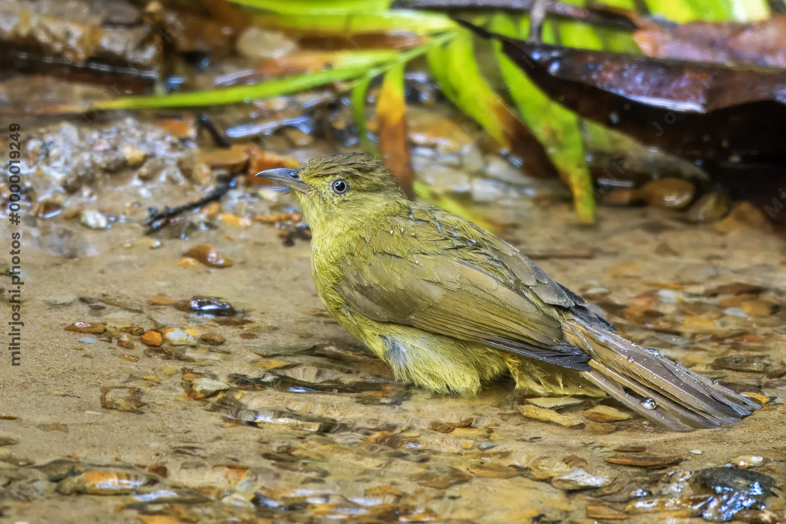 Cachar bulbul Iole cacharensis seen at Dosdewa in Karimganj, Assam, India