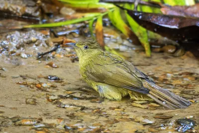Cachar bulbul Iole cacharensis seen at Dosdewa in Karimganj, Assam, India