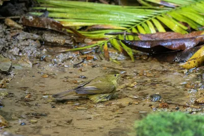 Cachar bulbul Iole cacharensis seen at Dosdewa in Karimganj, Assam, India