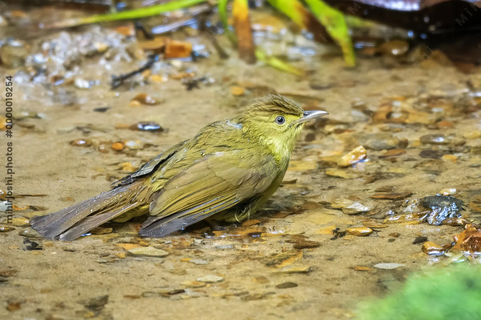 Cachar bulbul Iole cacharensis seen at Dosdewa in Karimganj, Assam, India