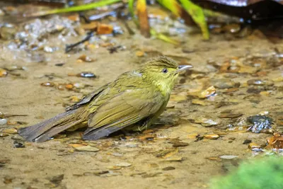 Cachar bulbul Iole cacharensis seen at Dosdewa in Karimganj, Assam, India
