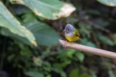 grey-headed canary-flycatcher Culicicapa ceylonensis seen at Dosdewa in Karimganj, Assam, India