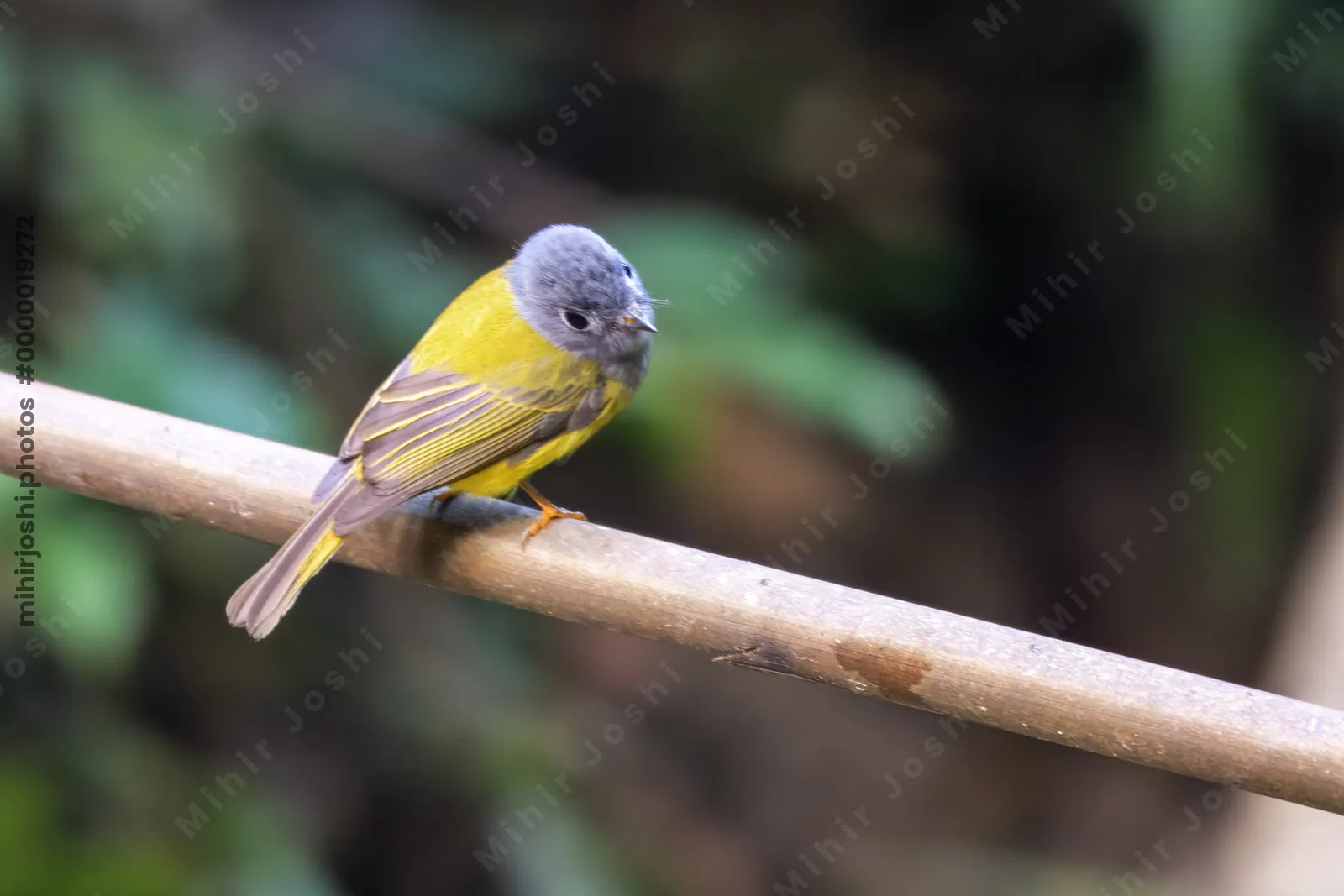 grey-headed canary-flycatcher Culicicapa ceylonensis seen at Dosdewa in Karimganj, Assam, India
