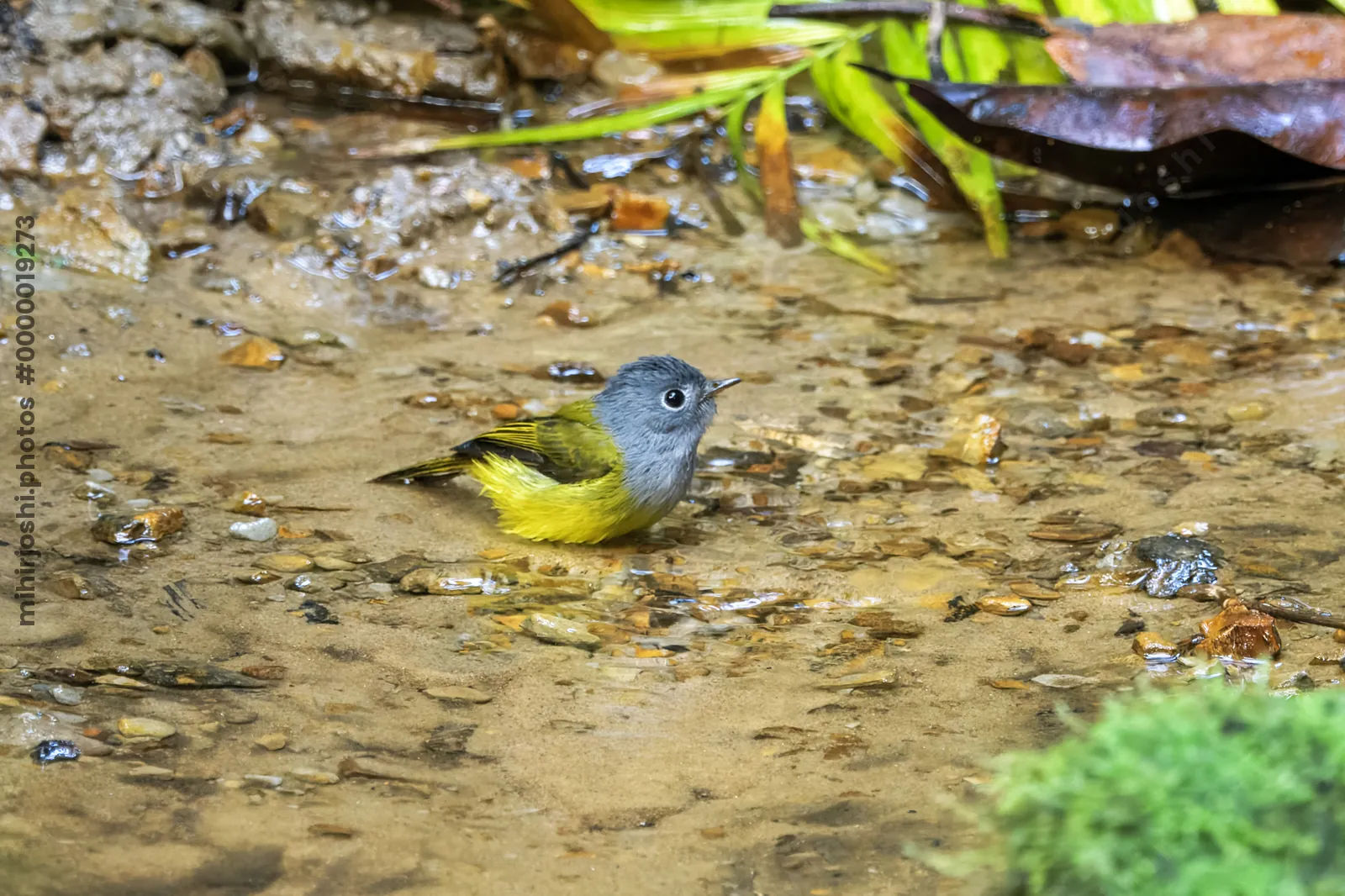 grey-headed canary-flycatcher Culicicapa ceylonensis seen at Dosdewa in Karimganj, Assam, India