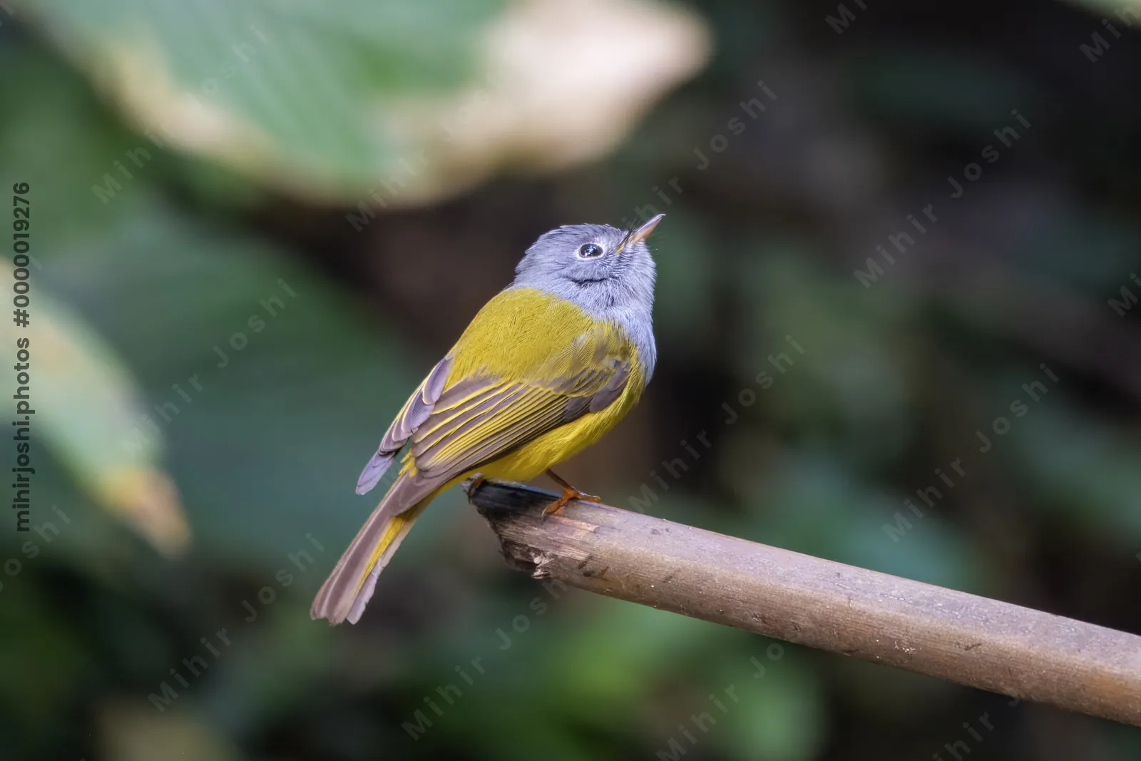grey-headed canary-flycatcher Culicicapa ceylonensis seen at Dosdewa in Karimganj, Assam, India