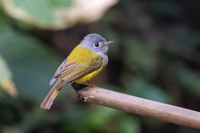 grey-headed canary-flycatcher Culicicapa ceylonensis seen at Dosdewa in Karimganj, Assam, India
