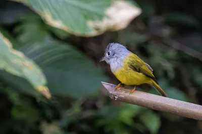 grey-headed canary-flycatcher (Culicicapa ceylonensis) seen at Dosdewa in Karimganj, Assam, India