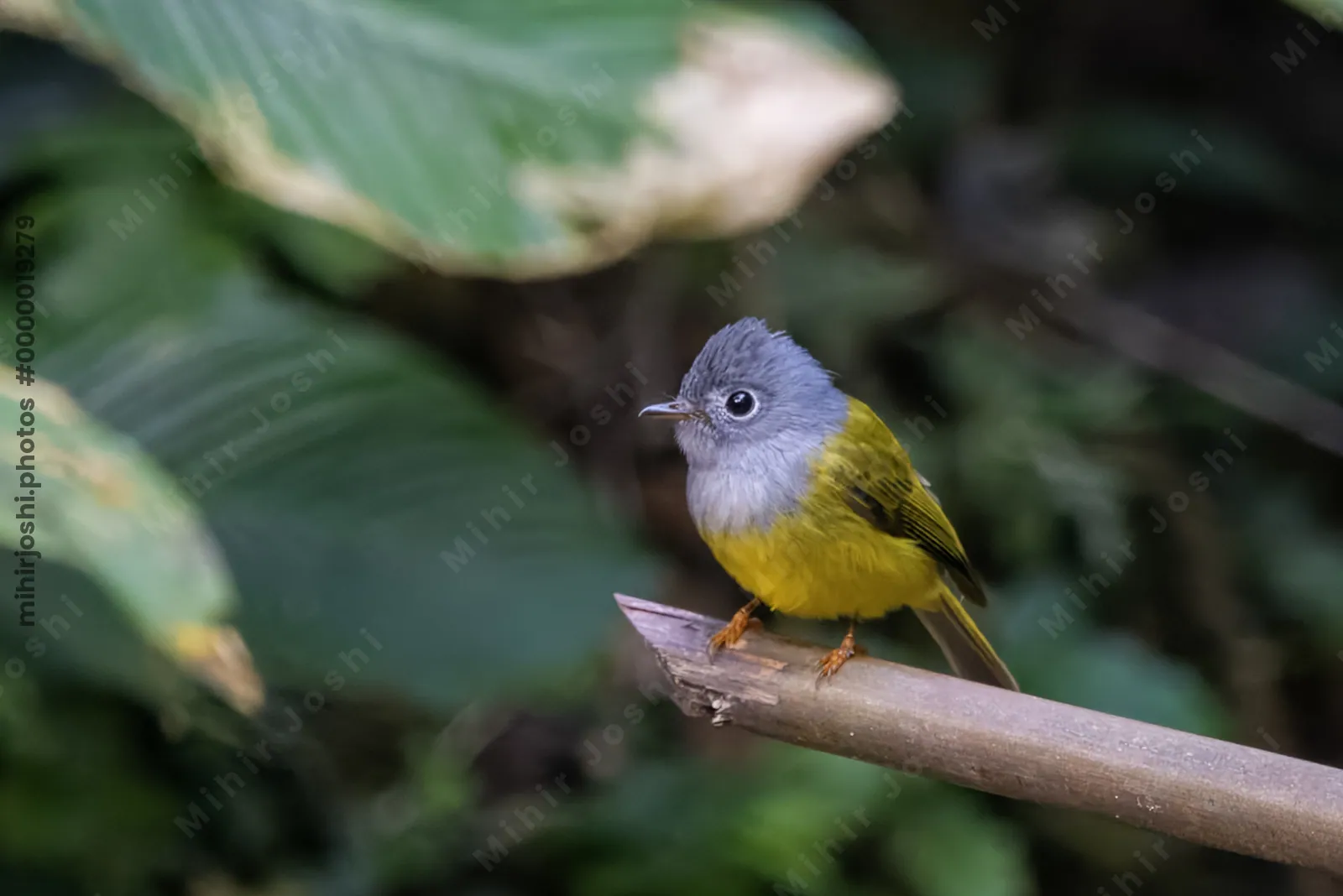 grey-headed canary-flycatcher Culicicapa ceylonensis seen at Dosdewa in Karimganj, Assam, India