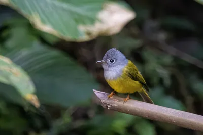 grey-headed canary-flycatcher Culicicapa ceylonensis seen at Dosdewa in Karimganj, Assam, India