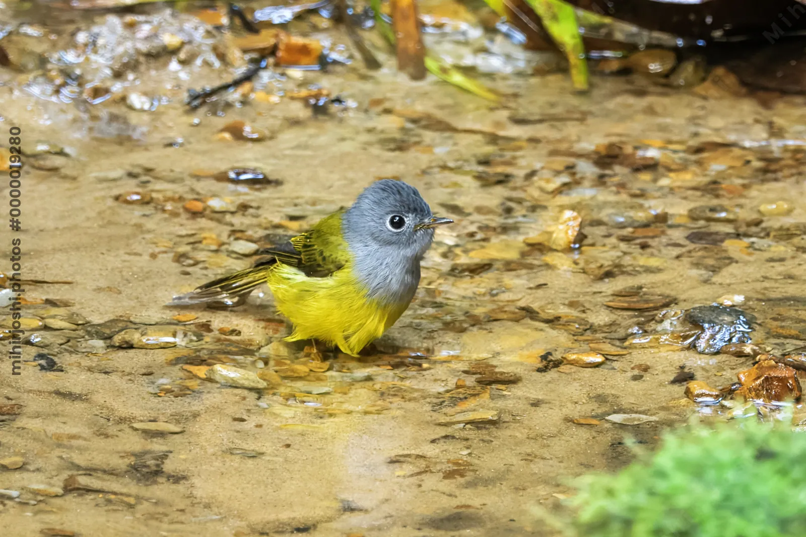 grey-headed canary-flycatcher Culicicapa ceylonensis seen at Dosdewa in Karimganj, Assam, India